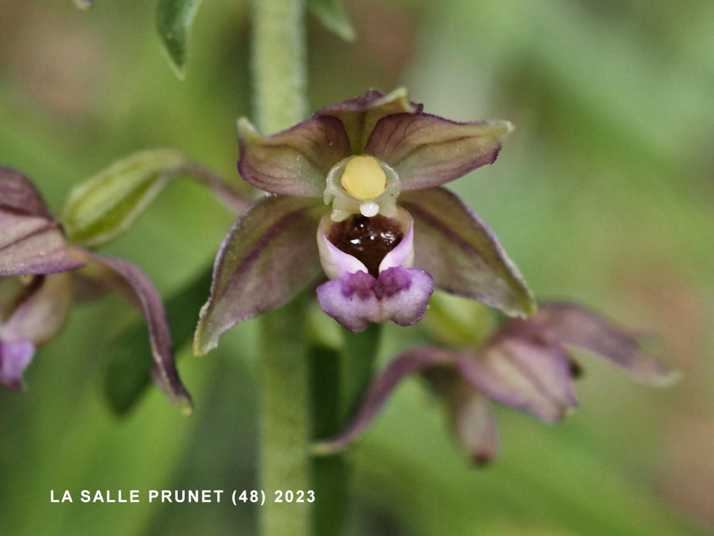 Helleborine, Broad-leaved flower